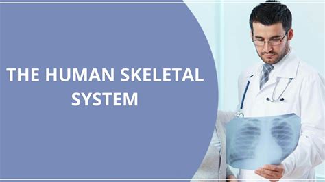 Human Skeletal System YouTube