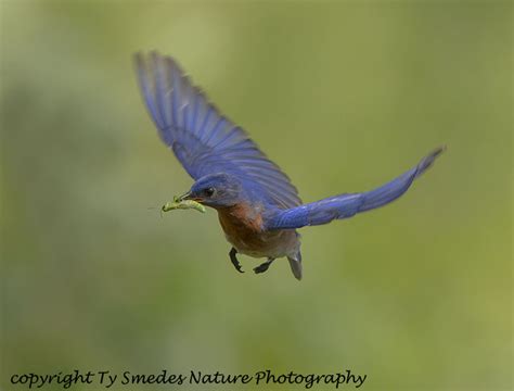 Male Eastern Bluebird Flying with Grashopper