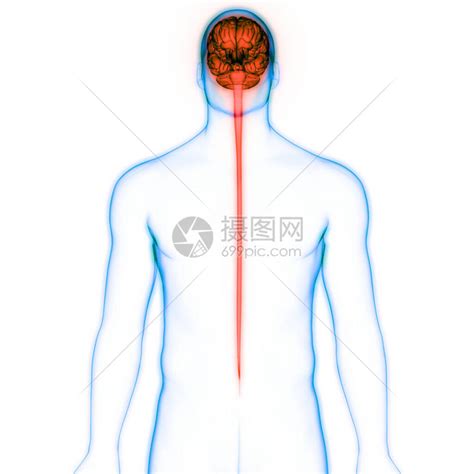 人类神经系统脑解剖高清图片下载 正版图片507510069 摄图网