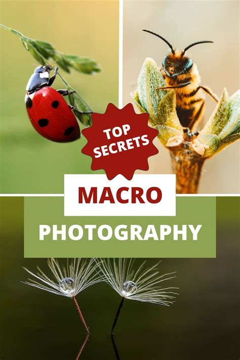 Top Secrets About Macro Photography Creative Macro Photography Ideas