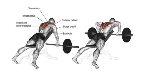 The Best Rear Delt Exercises For Boulder Shoulders