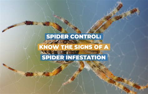 Spider Control Know The Signs Of A Spider Infestation