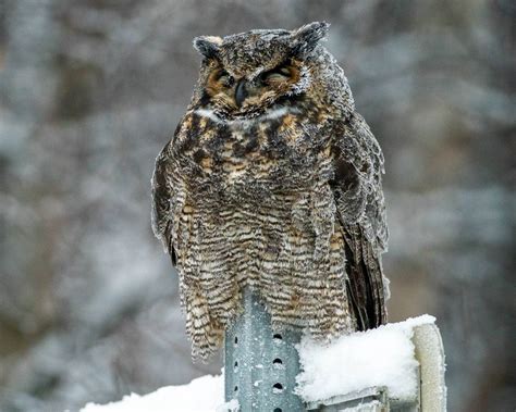 For Alaska’s winter birds, coping with the cold is a matter of survival ...