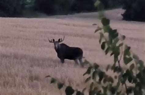 Jest piękny i dorodny Zagościł w lokalnych lasach lepiej uważać