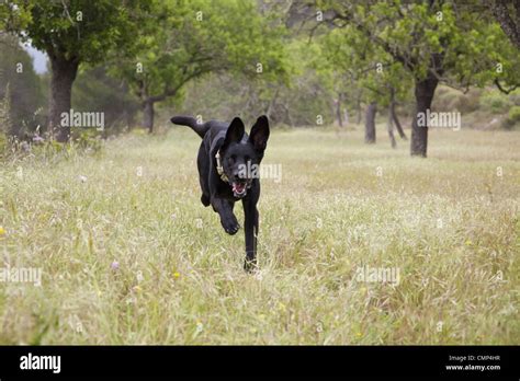 Dog Bounding Hi Res Stock Photography And Images Alamy