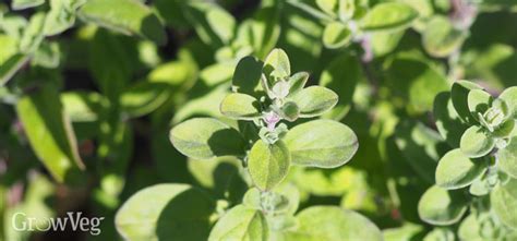 Marjoram Grow Guide