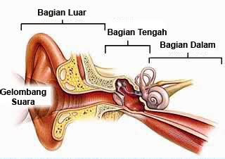 Fungsi Telinga Manusia Dan Bagian Bagiannya Kovoid