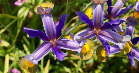 Iris Flowers Classification Using Machine Learning Neural Designer