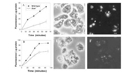 Scar − Cells Are Defective In Phagocytosis Fluid Phase Pinocytosis And Download Scientific