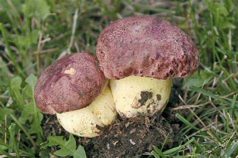 Boletus Regius Funghi