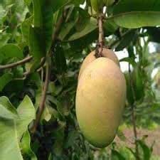 Cloud Farm Live Dasheri Dashehari Mango Grafted Fruit Plant Healthy