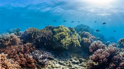 Scientists Find Some Hope For Coral Reefs The Strong May Survive The