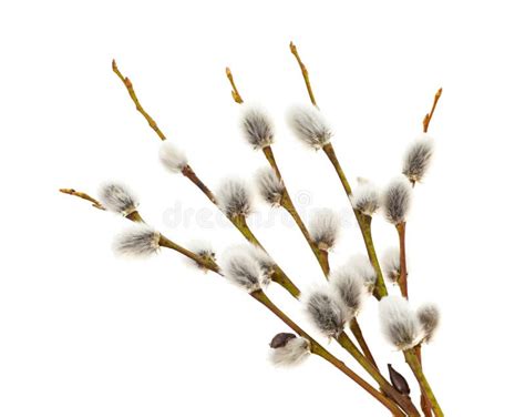 Pussy Wilgentakken Met Witte Katjes Op Blauwe Hemel Stock Foto Image