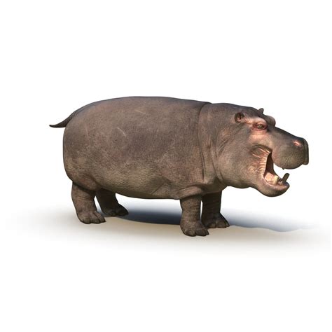 3d Hippopotamus Rigged Model