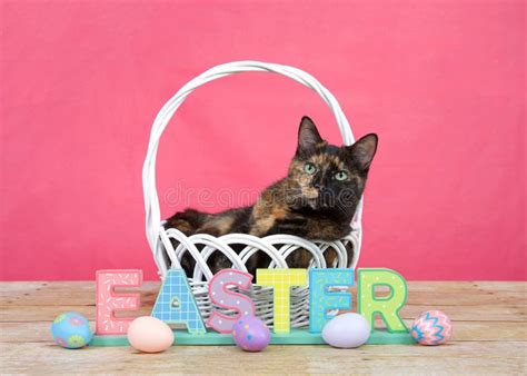 Tortie Tabby Cat In Easter Basket, Wood Blocks Spelling Easter Stock ...