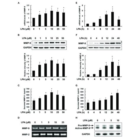 LPA Induced The Expression Secretion And Activity Of MMP 9 In A