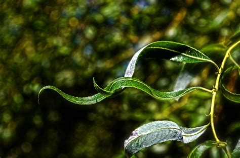 Fotos Gratis Rbol Agua Naturaleza Rama Fotograf A Luz De Sol