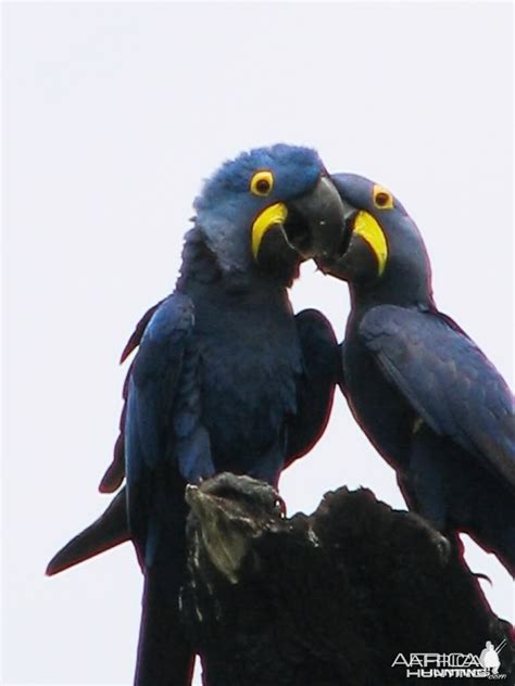 Arara Azul in Brazil | AfricaHunting.com