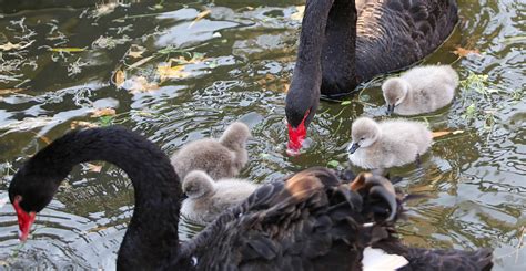 Newborn Black Swans Capture Hearts In Hebei Cgtn