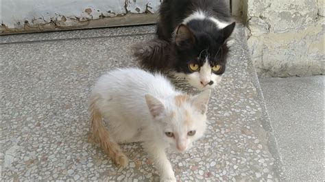 Big Rescue Cat Joining The Gang Of Two Tiny Orphan Kittens She Wants To