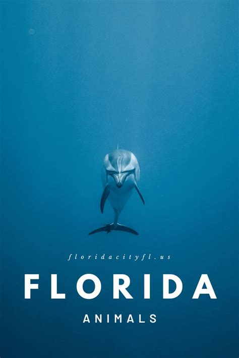 What are major animals in Florida? Top 20 native animals!