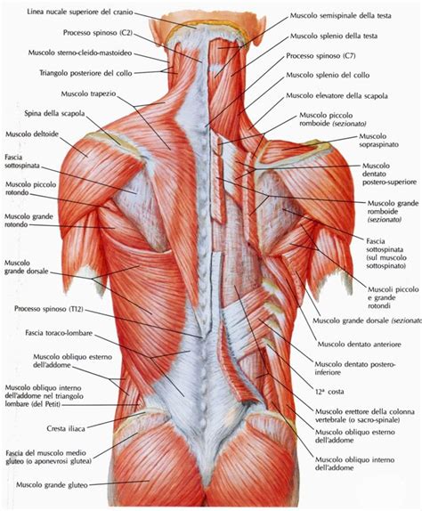 Back Muscles Anatomia E Fisiologia Muscoli Anatomia Muscolare