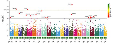 Manhattan Plot For Stripe Rust Results Obtained From Genome Wide Download Scientific Diagram