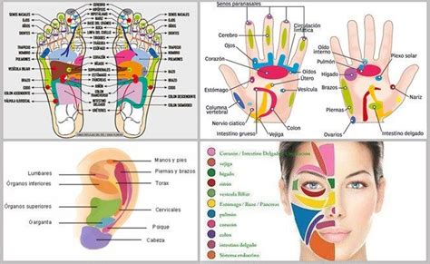 Reflexolog A C Mo Funciona Y Todos Sus Beneficios Reflexolog A