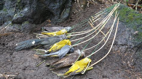 Wild Man Create Amazing Bird Traps To Catch Forest Birds In The Jungle