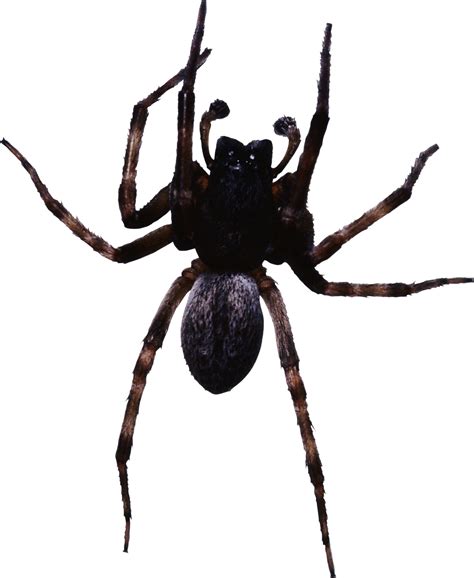 Collection Of Spider Png Pluspng
