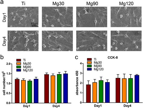 A Morphology Of Raw Cells On Various Surfaces As Determined By