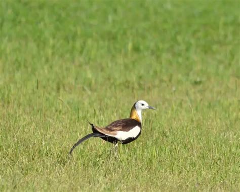 Pheasant Tailed Jacana Facts Diet Habitat And Pictures On Animaliabio