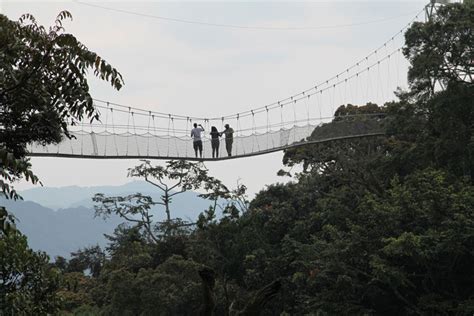 Nyungwe Forest National Park Rwanda Information Facts And Tourism