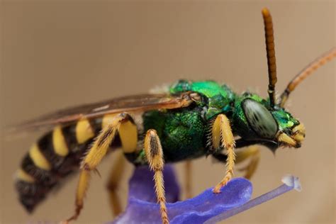Species Breakdown Metallic Green Bee
