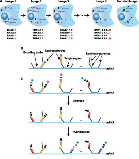 Figure From Fluorescence In Situ Hybridization: Cell-Based, 51% OFF