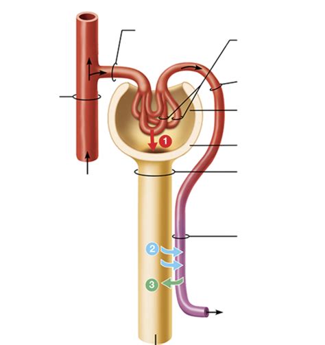 Diagram Of Juxtaglomerular Complex Quizlet