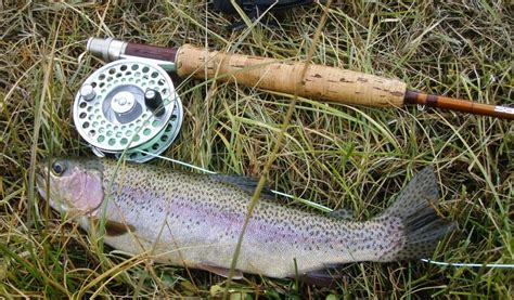 Fly Fishing Rainbow Trout