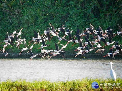 金山清水農地鳥群吸引民眾圍觀 新北動保處提醒賞鳥3不原則