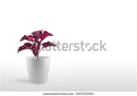 Beautiful Houseplant Coleus Flowerpot Isolated On Stock Photo