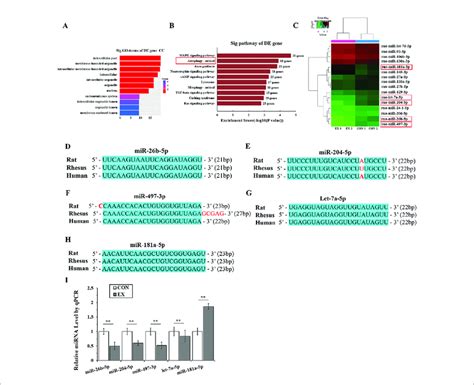 Micrornas Mirnas Targeting The Autophagy Pathway Are Significantly