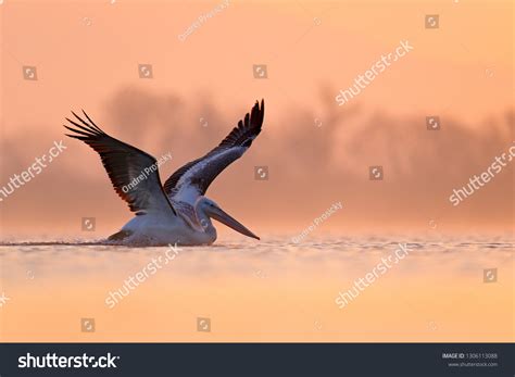 Dalmatian Pelican Pelecanus Crispus Lake Kerkini Stock Photo 1306113088