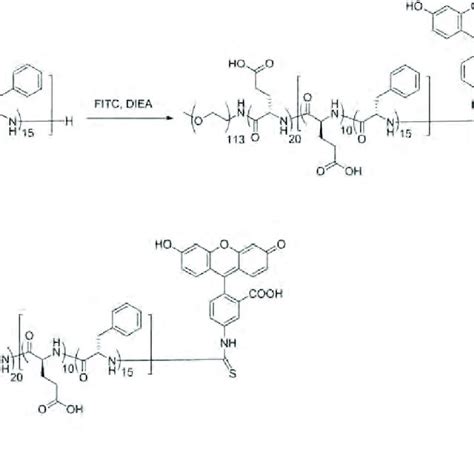 Synthesis Of Polyamino Acids P2 Functionalized With Both Fitc And Ge