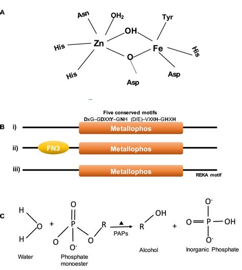 Schematic Representation Of Active Site Domain Architecture And