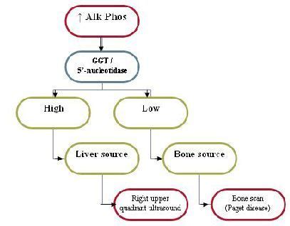 alk phos --> GGT --> hepatobiliary / bone | Pagets disease, Internal ...