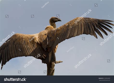 Gyps Africanus Waiting Vulture Stock Photo 123592303 Shutterstock