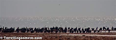 Millions Of Migratory Birds In Pong Wetland Himachal Pradesh India