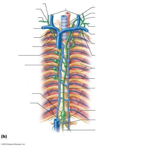 Lymphatic Ducts And Trunks Diagram Quizlet