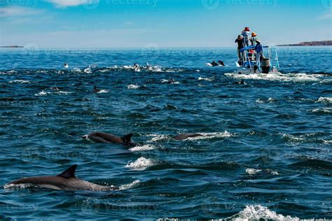 common dolphin pod jumping outside the ocean 12206054 Stock Photo at ...