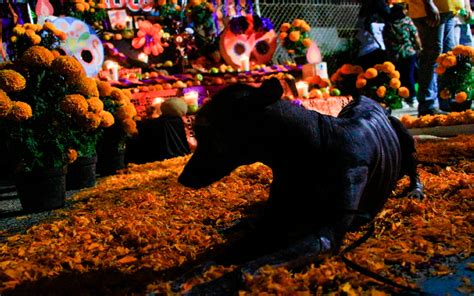 ¿qué Significa La Flor De Cempasúchil En El Altar De Día De Muertos