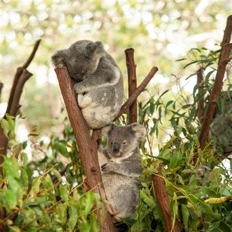 Close-up Photo of Koala Bear · Free Stock Photo